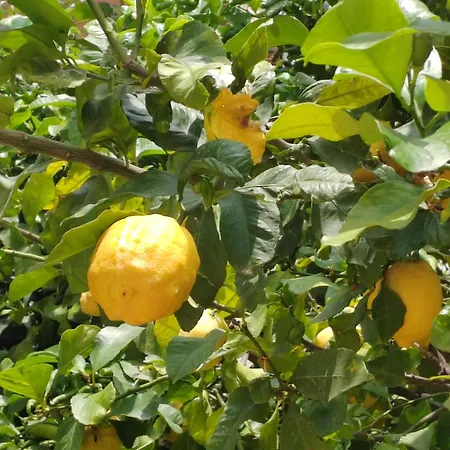 L'oasi Di Relax בית הארחה ג'נובה